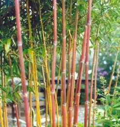 Jardintropic - Phyllostachys aureosulcata spectabilis pot de 10l - 180/220cm Online