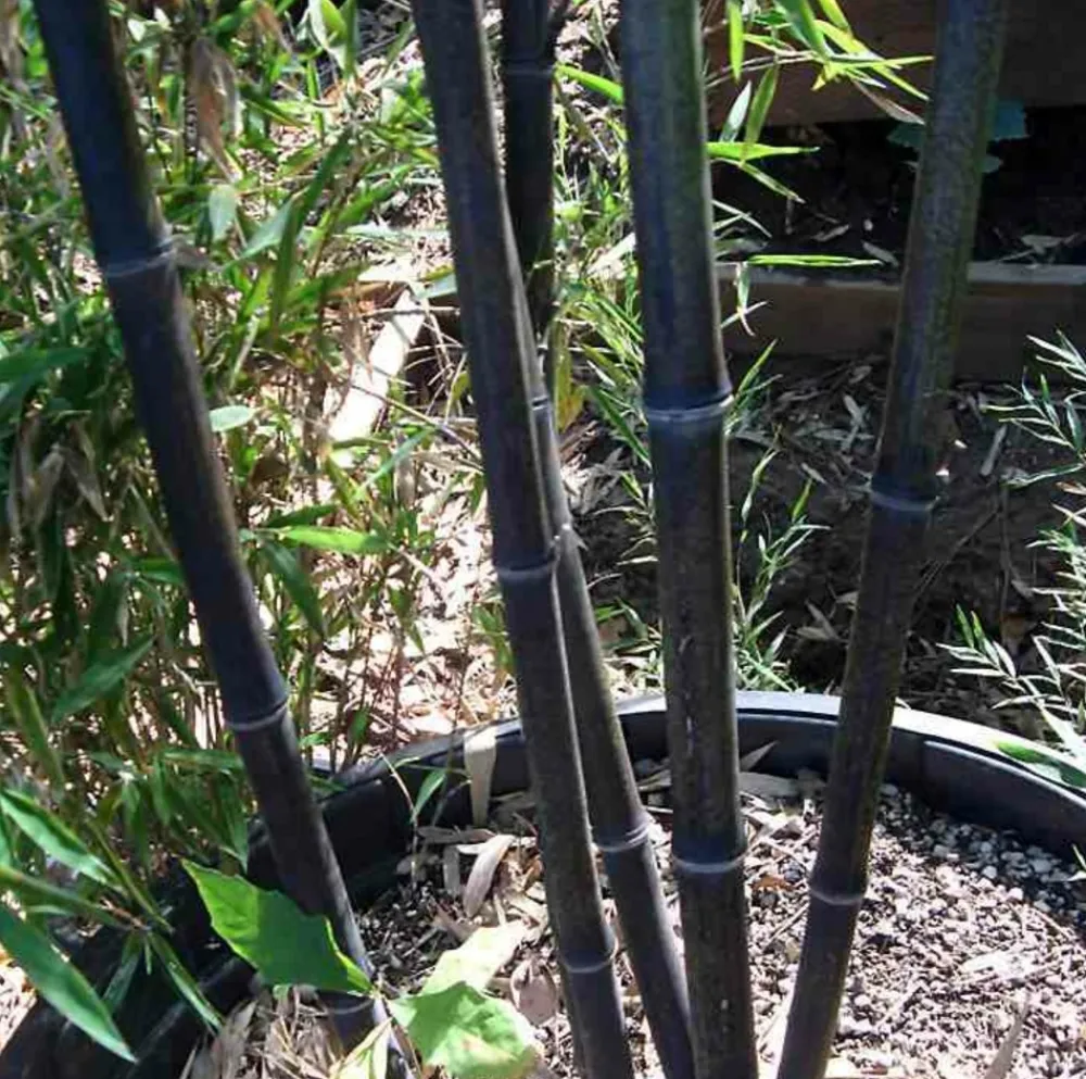 Jardintropic Bambous | - Phyllostachys nigra (bambou noir) pot de 15l 190/210cm