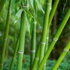 Jardintropic - Phyllostachys bissetii pot de 15l - tige - 100/120cm Hot