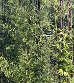 Jardintropic - Phyllostachys nigra (bambou noir) pot de 5 litres ? 80/100 cm Online