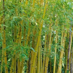 Jardintropic Bambous | - Phyllostachys aurea (bambou doré) pot de 15l - 150/175cm