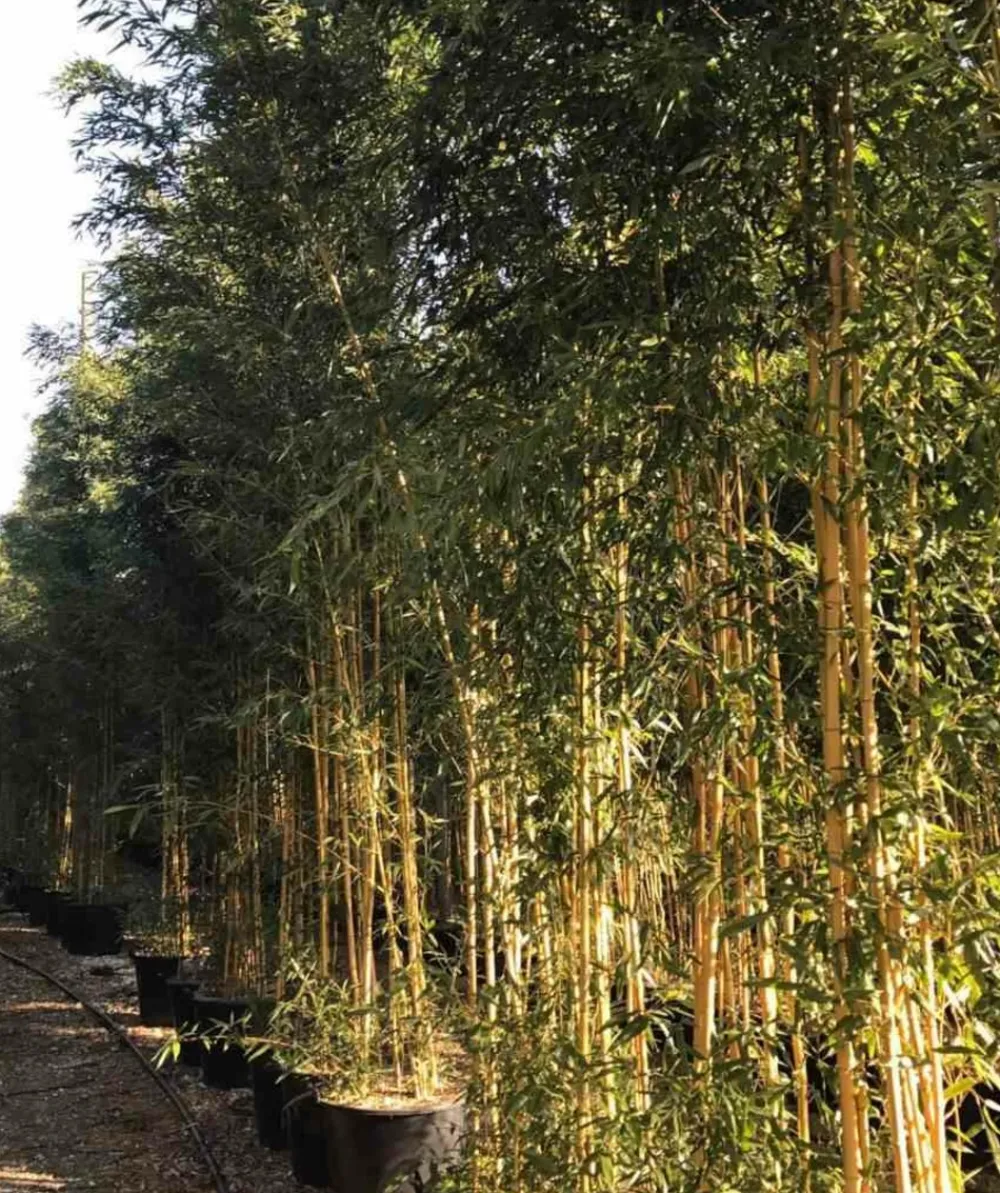 Jardintropic - Phyllostachys aureosulcata aureocaulis pot de 5 litres ? 80/100 cm New