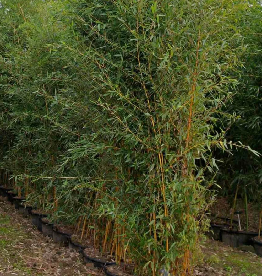 Jardintropic - Phyllostachys aureosulcata aureocaulis pot de 5 litres ? 80/100 cm New