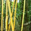 Jardintropic - Phyllostachys aureosulcata pot de 12 litres ? 140/160 cm Sale