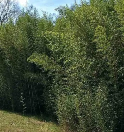 Jardintropic Bambous | - Phyllostachys bissetii pot de 10l - 90/100cm