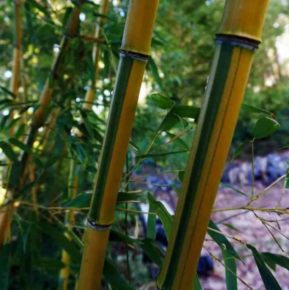 Jardintropic Bambous | - Phyllostachys aureosulcata spectabilis pot de 5 litres - 100/120 cm