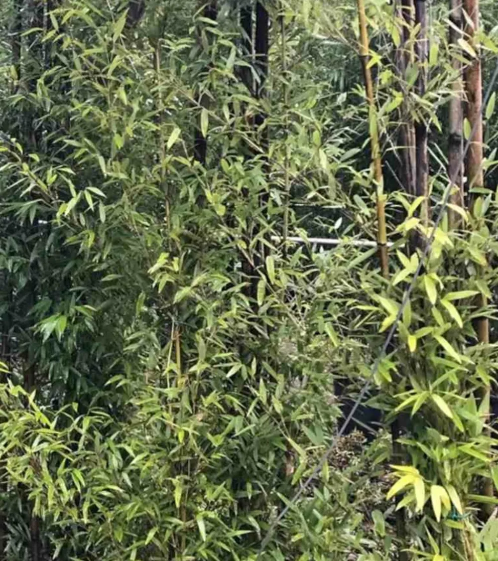 Jardintropic Bambous | - Phyllostachys bissetii pot de 5 litres - 100/120 cm
