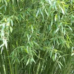 Jardintropic Bambous | - Phyllostachys bissetii pot de 5 litres - 100/120 cm