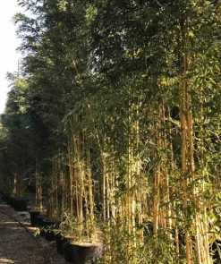 Jardintropic - Phyllostachys aureosulcata aureocaulis pot de 10 litres ? 120/140 cm Online