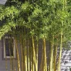 Jardintropic - Phyllostachys aureosulcata spectabilis pot de 10 litres ? 140/160 cm Discount