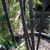 Jardintropic Bambous | - Phyllostachys nigra (bambou noir) pot de 10l 100/120cm