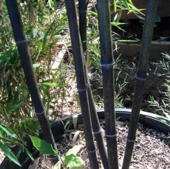 Jardintropic Bambous | - Phyllostachys nigra (bambou noir) pot de 10l 100/120cm
