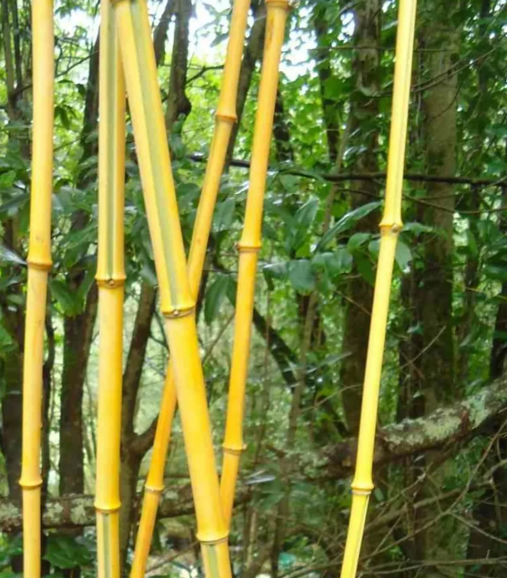 Jardintropic - Phyllostachys aureosulcata pot de 2 litres - 30/50 cm Hot