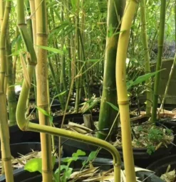 Jardintropic - Phyllostachys aureosulcata pot de 2 litres - 30/50 cm Hot