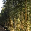 Jardintropic Bambous | - Phyllostachys aureosulcata aureocaulis pot de 15l - 120/150cm