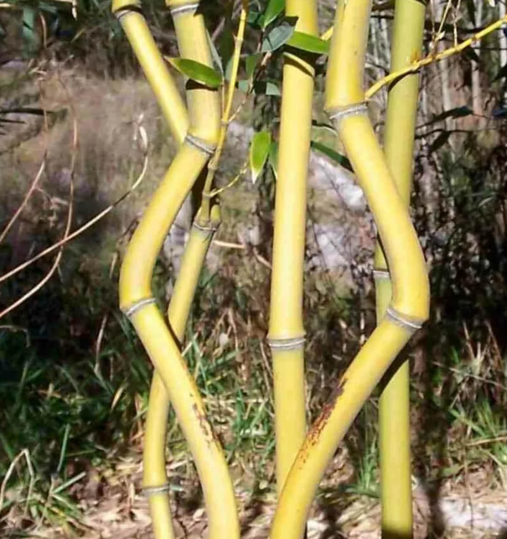 Jardintropic Bambous | - Phyllostachys aureosulcata aureocaulis pot de 15l - 120/150cm