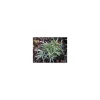 Jardintropic - Pleioblastus fortunei "variegata" pot de 2 litres - 5/20 cm Best