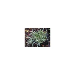 Jardintropic - Pleioblastus fortunei "variegata" pot de 2 litres - 5/20 cm Best