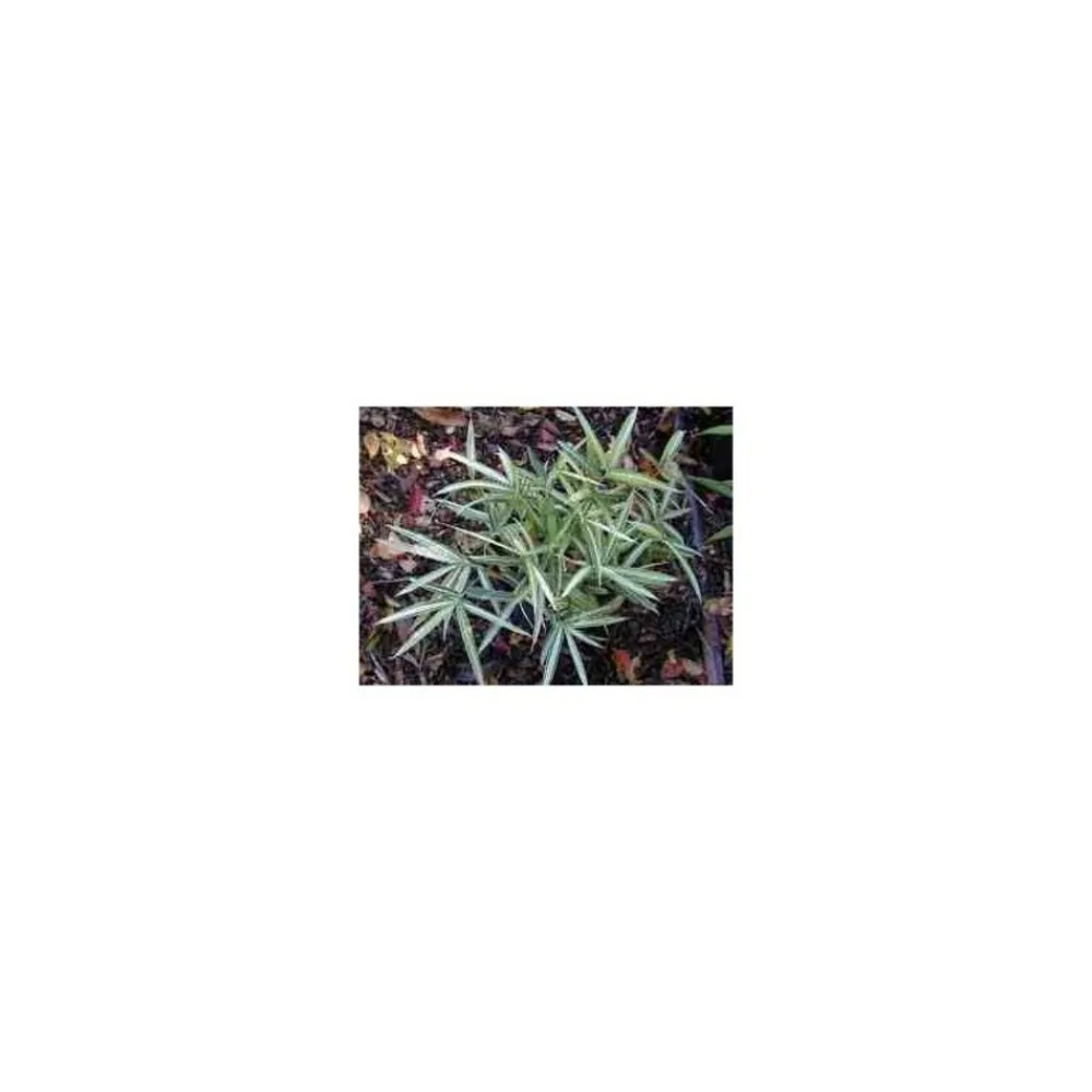 Jardintropic - Pleioblastus fortunei "variegata" pot de 2 litres - 5/20 cm Best
