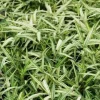 Jardintropic Bambous | - Pleioblastus shibyanus "tsuboi" pot de 2 litres - 5/20 cm