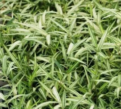 Jardintropic Bambous | - Pleioblastus shibyanus "tsuboi" pot de 2 litres - 5/20 cm