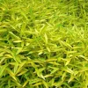 Jardintropic Bambous | - Pleioblastus viridistriatus "auricome" pot de 2 litres - 5/20 cm