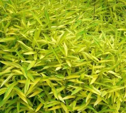 Jardintropic Bambous | - Pleioblastus viridistriatus "auricome" pot de 2 litres - 5/20 cm