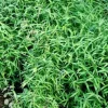 Jardintropic - Pléioblastus pumilus pot de 2 litres - 5/20 cm Best