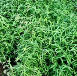 Jardintropic - Pléioblastus pumilus pot de 2 litres - 5/20 cm Best