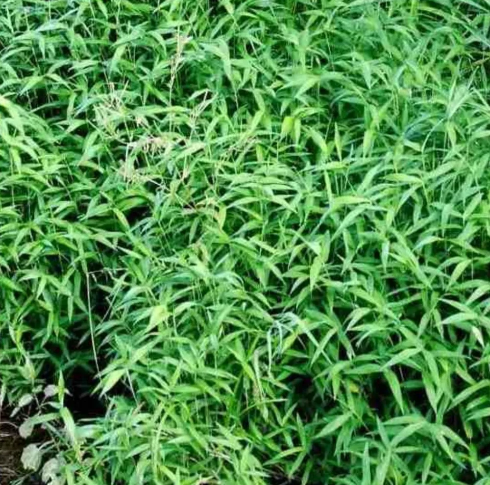 Jardintropic - Pléioblastus pumilus pot de 2 litres - 5/20 cm Best