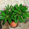 Jardintropic - Plumeria obtusa (frangipanier) pot de 15l - 60/80cm