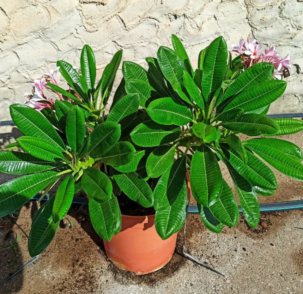 Jardintropic - Plumeria obtusa (frangipanier) pot de 15l - 60/80cm
