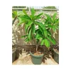 Jardintropic - Plumeria rubra blanc à coeur jaune (frangipanier) pot de 65l - 130/150cm Outlet