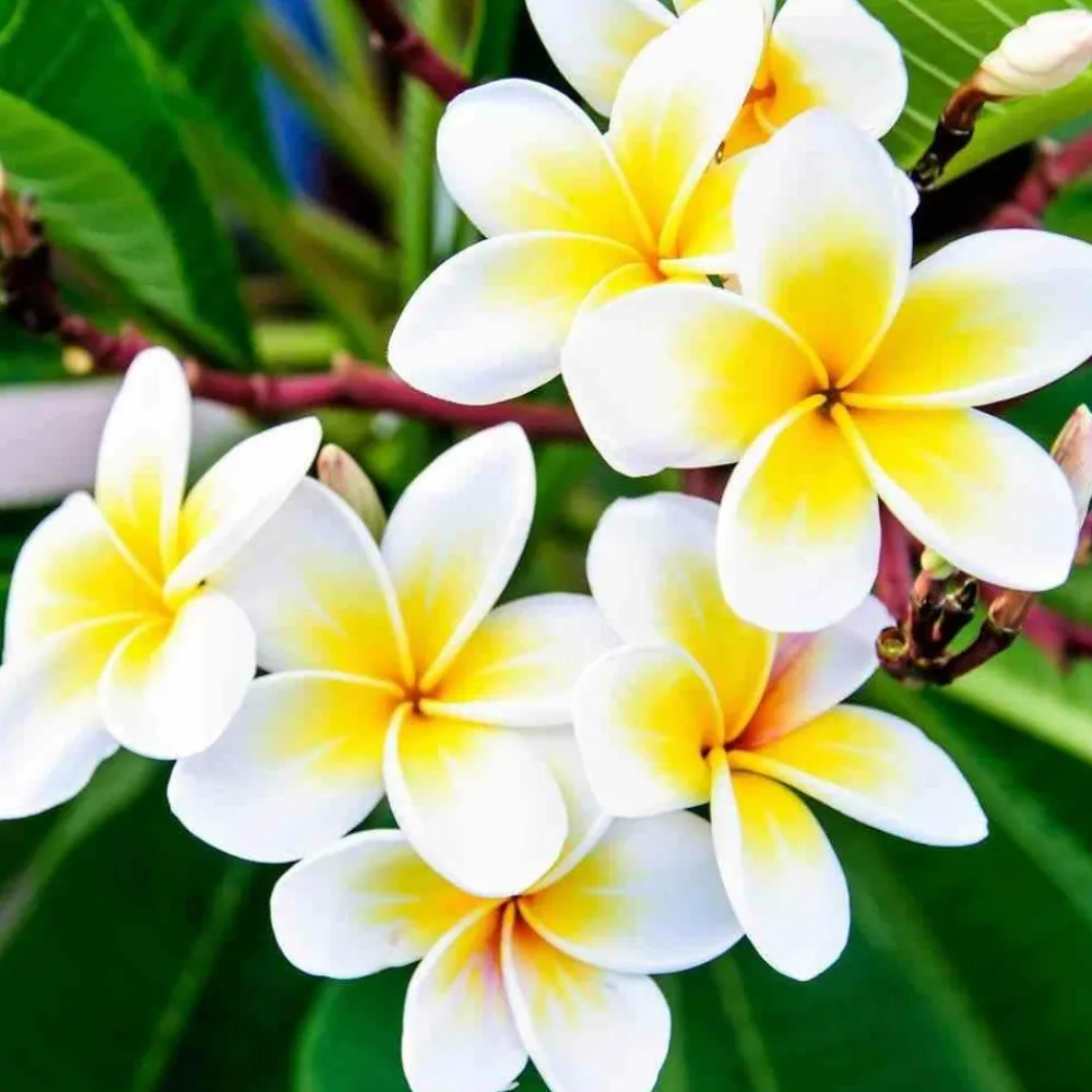 Jardintropic - Plumeria rubra blanc à coeur jaune (frangipanier) pot de 65l - 130/150cm Outlet