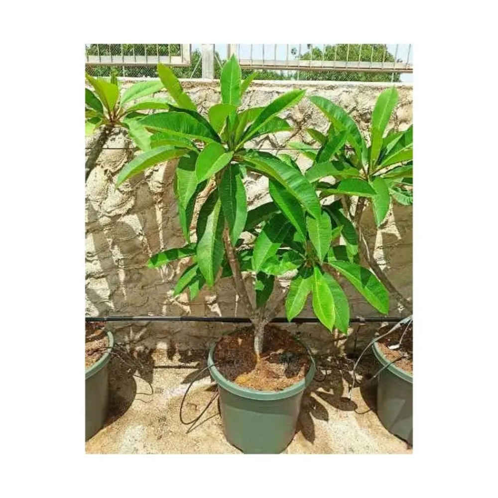 Jardintropic - Plumeria rubra blanc à coeur jaune (frangipanier) pot de 40 litres - 130/150 cm Sale