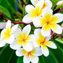 Jardintropic - Plumeria rubra blanc à coeur jaune (frangipanier) pot de 40 litres - 130/150 cm Sale