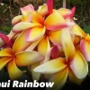 Jardintropic - Plumeria rubra "maui rainbow" (frangipanier) pot de 2 litres ? 20/30 cm - couleur floraison:blanc/jaune/rose Sale