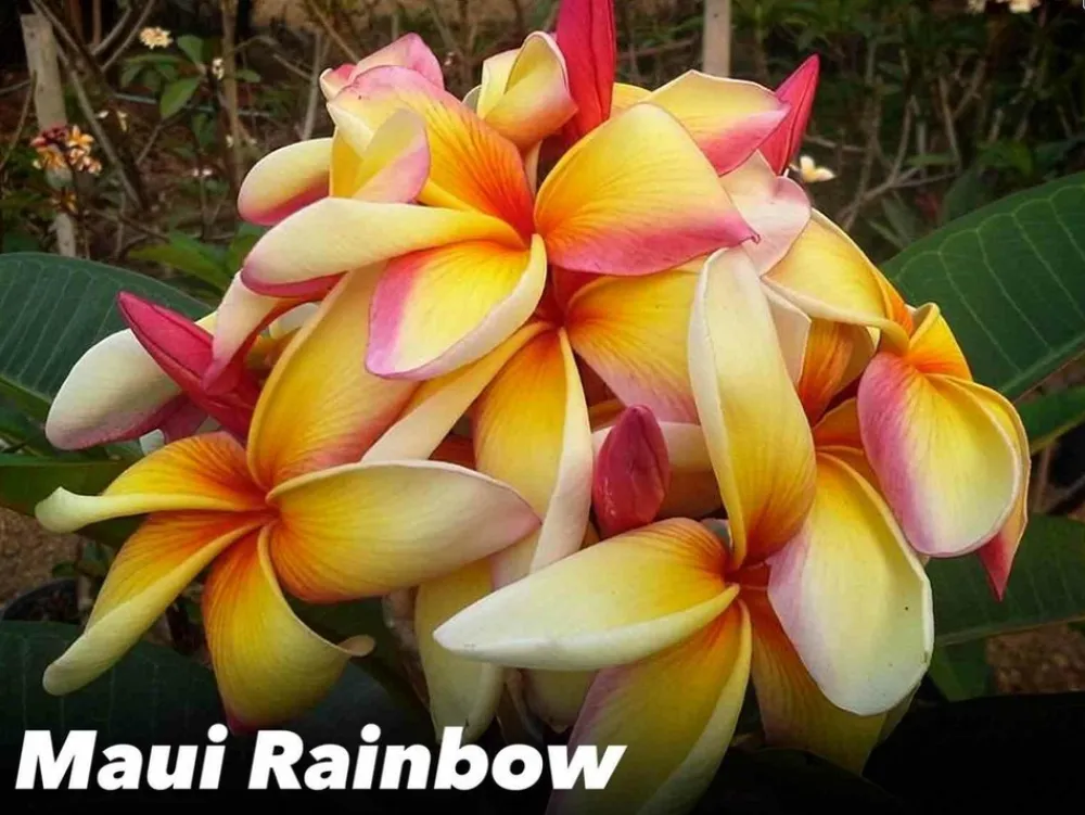 Jardintropic - Plumeria rubra "maui rainbow" (frangipanier) pot de 2 litres ? 20/30 cm - couleur floraison:blanc/jaune/rose Sale