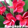 Jardintropic - Plumeria rubra "bangkok fire" (frangipanier) pot de 2 litres ? 20/30 cm Outlet