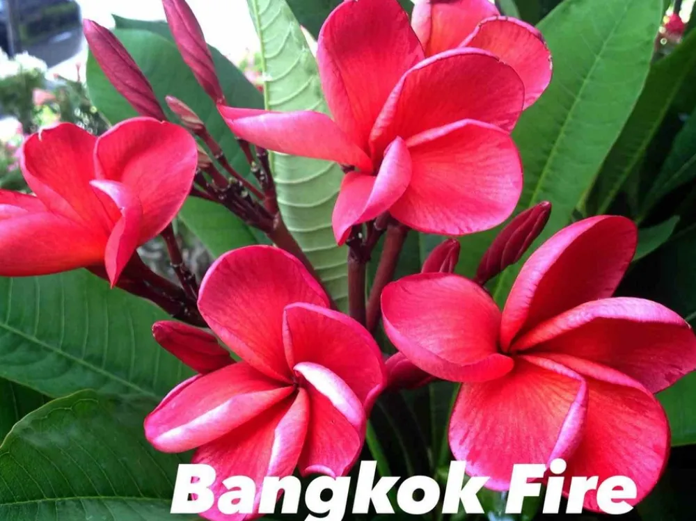 Jardintropic - Plumeria rubra "bangkok fire" (frangipanier) pot de 2 litres ? 20/30 cm Outlet