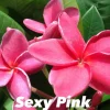 Jardintropic - Plumeria rubra "rose sexy" (frangipanier) pot de 2 litres ? 20/30 cm