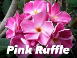 Jardintropic Plantes Fleuries | - Plumeria rubra "pink ruffle" (frangipanier) pot de 2 litres ? 20/30 cm