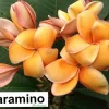 Jardintropic - Plumeria rubra "paramino" (frangipanier) couleur floraison:orange - pot de 2 litres ? 20/30 cm Clearance