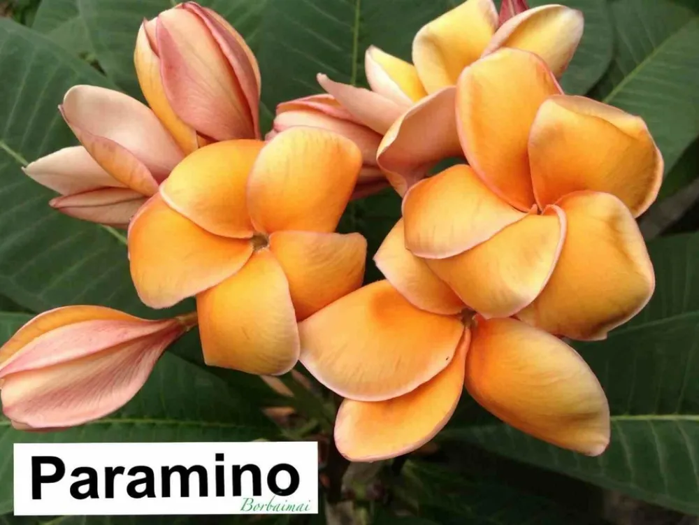 Jardintropic - Plumeria rubra "paramino" (frangipanier) couleur floraison:orange - pot de 2 litres ? 20/30 cm Clearance