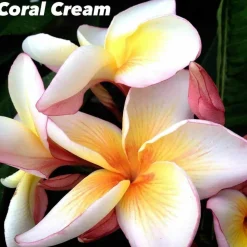 Jardintropic Plantes Fleuries | - Plumeria rubra "pink diamond" (frangipanier) pot de 2 litres ? 20/30 cm - couleur floraison:blanc/jaune/rose