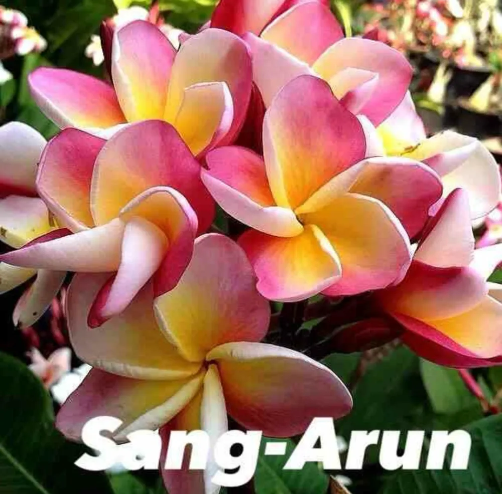 Jardintropic - Plumeria rubra "sang arun" (frangipanier) pot de 2 litres ? 20/30 cm - couleur floraison:blanc/jaune/rose Hot