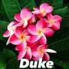 Jardintropic - Plumeria rubra "duke" (frangipanier) pot de 2 litres ? 20/30 cm Online