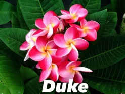 Jardintropic - Plumeria rubra "duke" (frangipanier) pot de 2 litres ? 20/30 cm Online