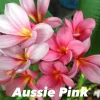 Jardintropic - Plumeria rubra "aussie pink" (frangipanier) pot de 2 litres ? 20/30 cm Outlet