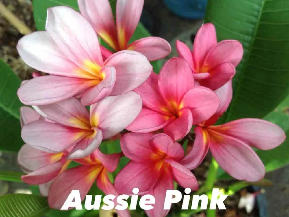 Jardintropic - Plumeria rubra "aussie pink" (frangipanier) pot de 2 litres ? 20/30 cm Outlet